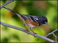 _2SB1355 spotted towhee